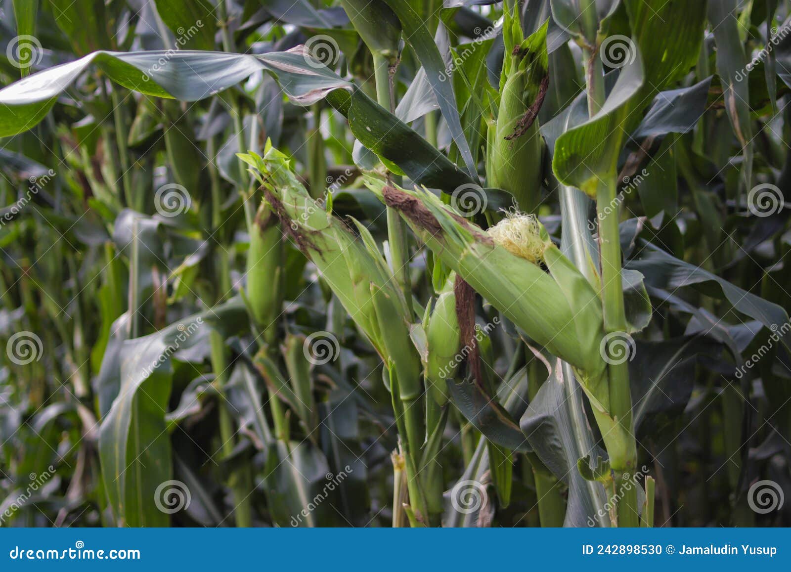 Corn Ready To Harvest in the Fields Stock Photo Image of growing