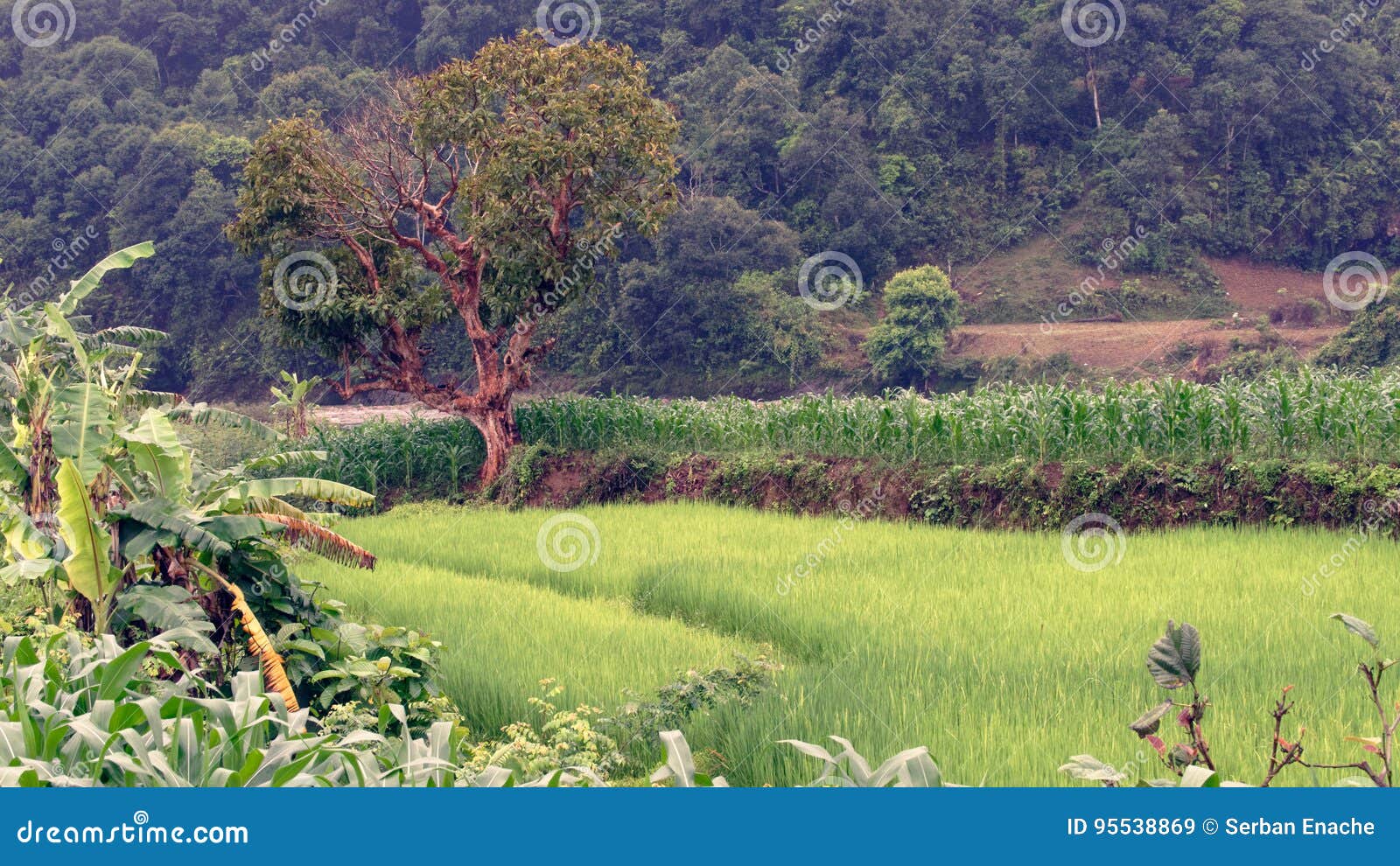 Corn and rice fields stock image. Image of country, agricultural 95538869