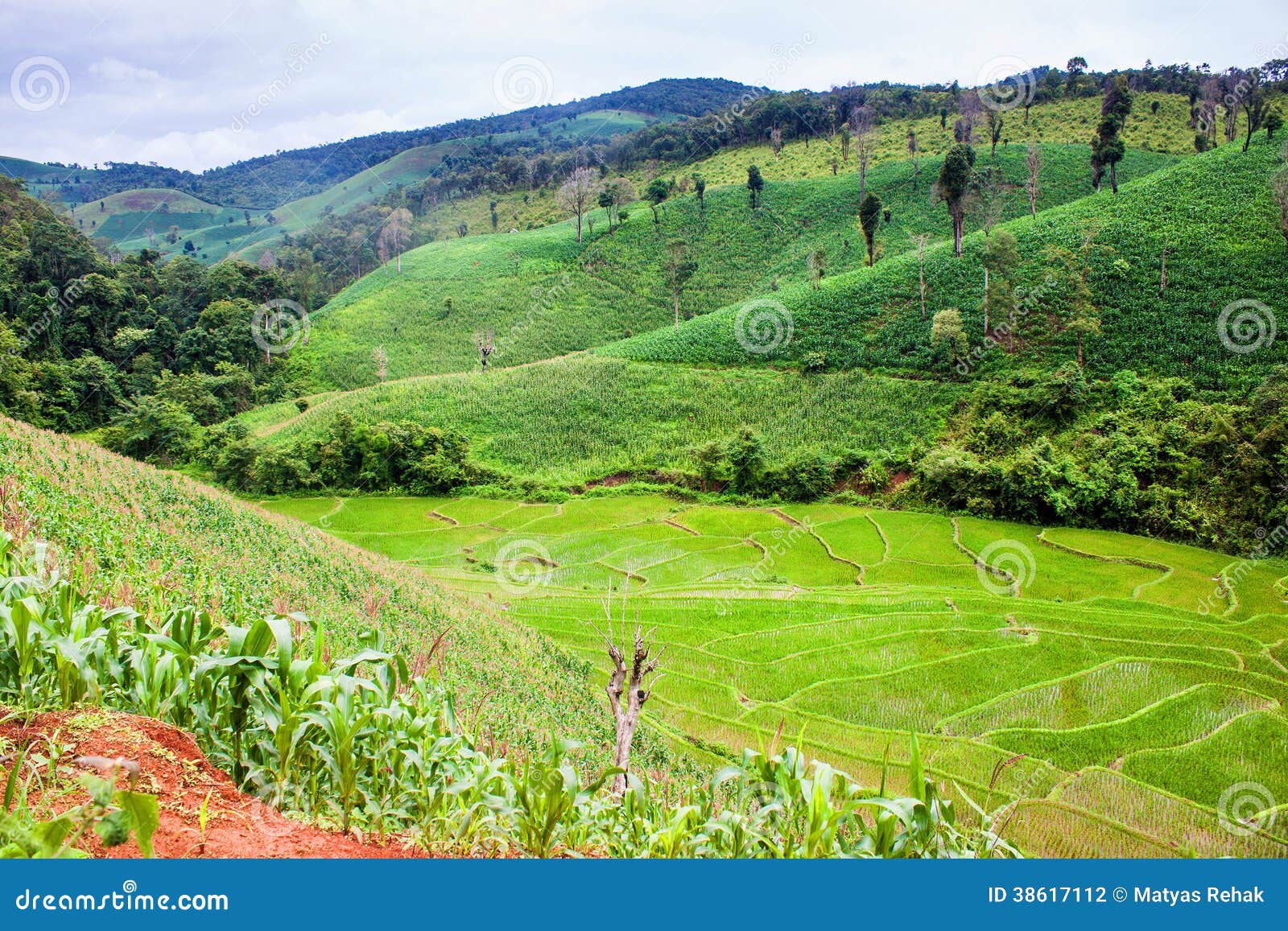 Corn and rice fields stock photo. Image of maiz, harvest 38617112