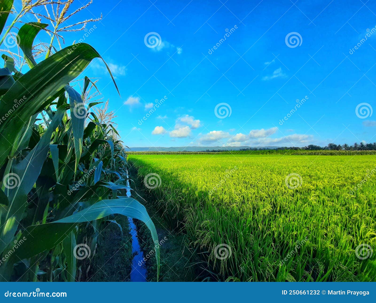 Corn and Rice Planted in Garden, Fresh Green with Clear Sky Stock Photo