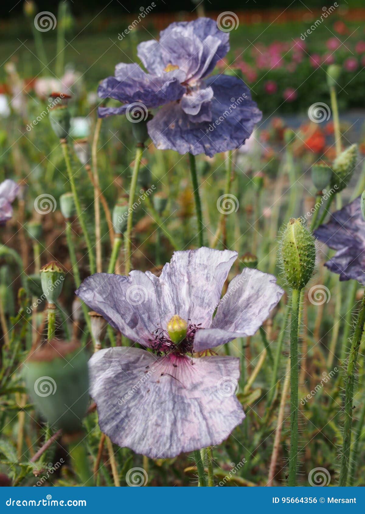 Corn rose stock photo. Image of rose, flowers, gardening 95664356