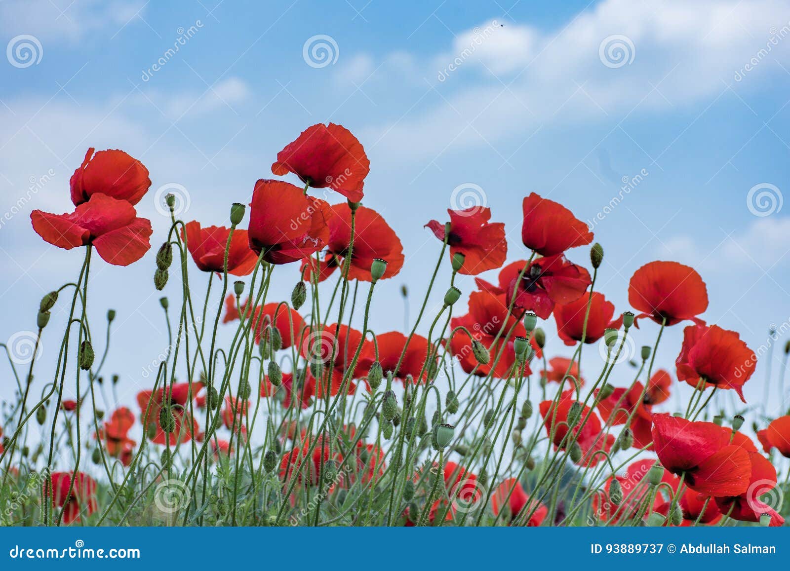 Corn rose stock image. Image of rose, flower, plant, corn 93889737