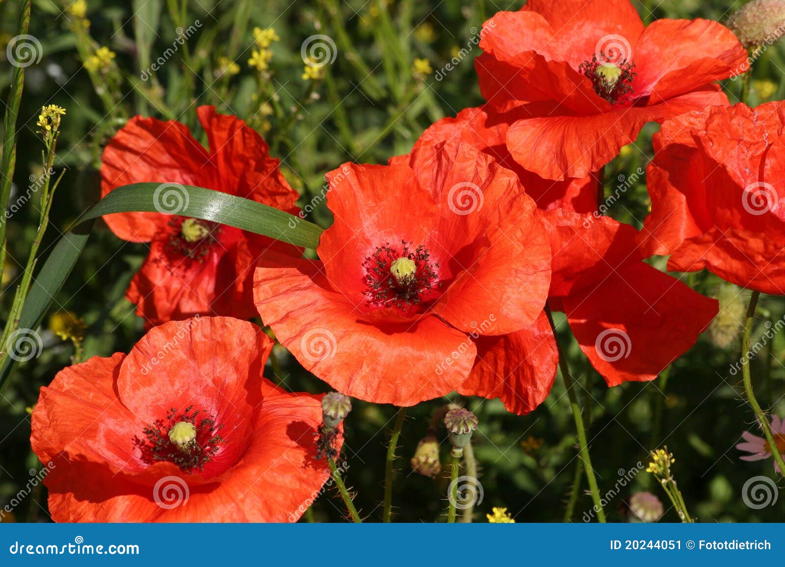 Corn rose (Papaver rhoeas) stock image. Image of blooming 20244051