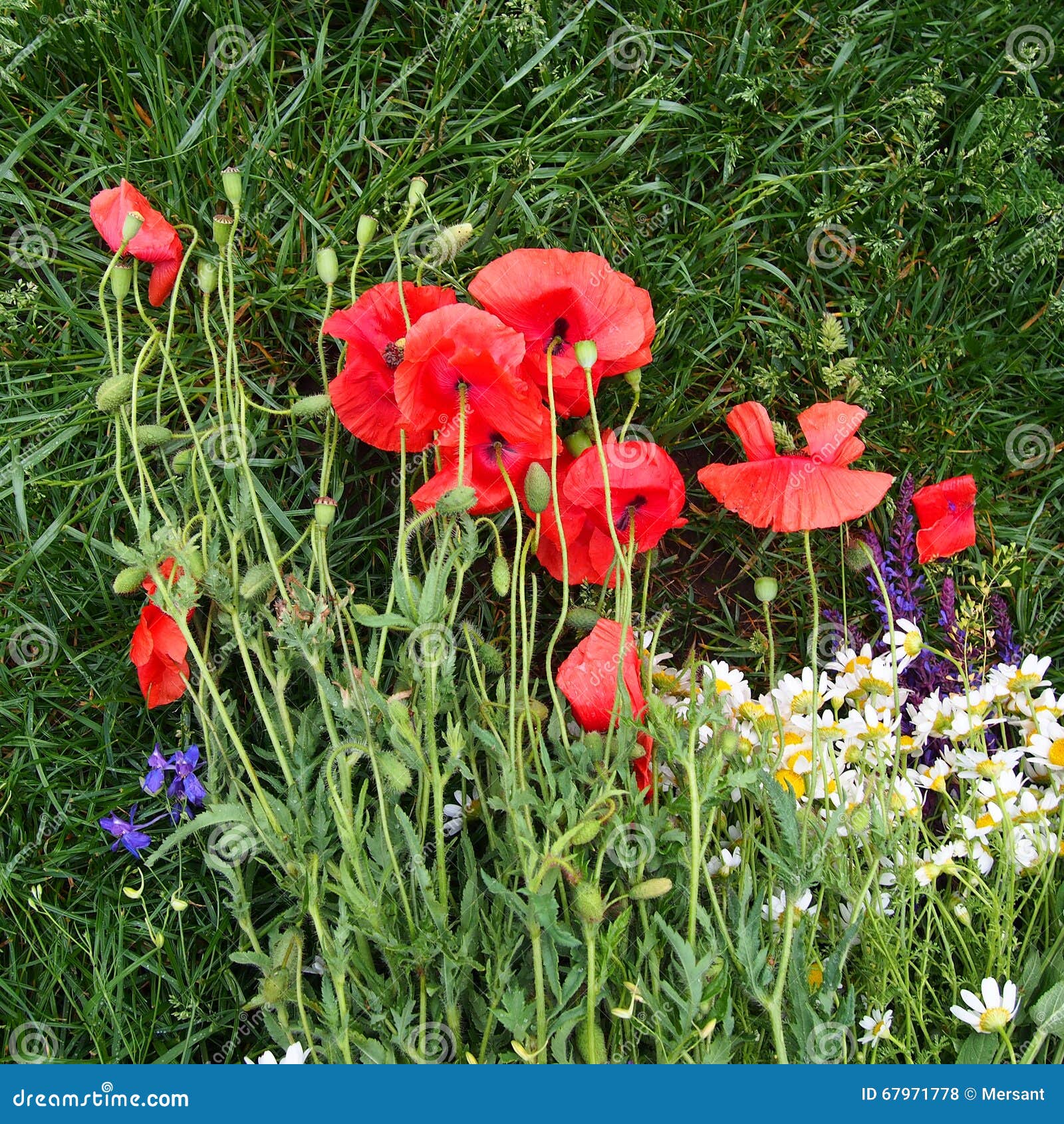 Corn roses stock photo. Image of gardening, field, flower 67971778