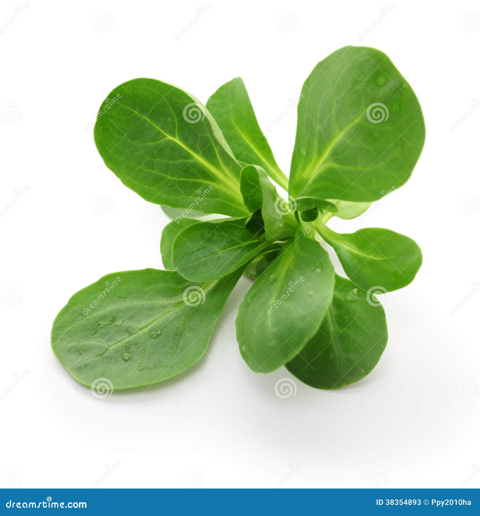 Corn Salad, Mache, Lambs Lettuce Stock Image Image of agriculture