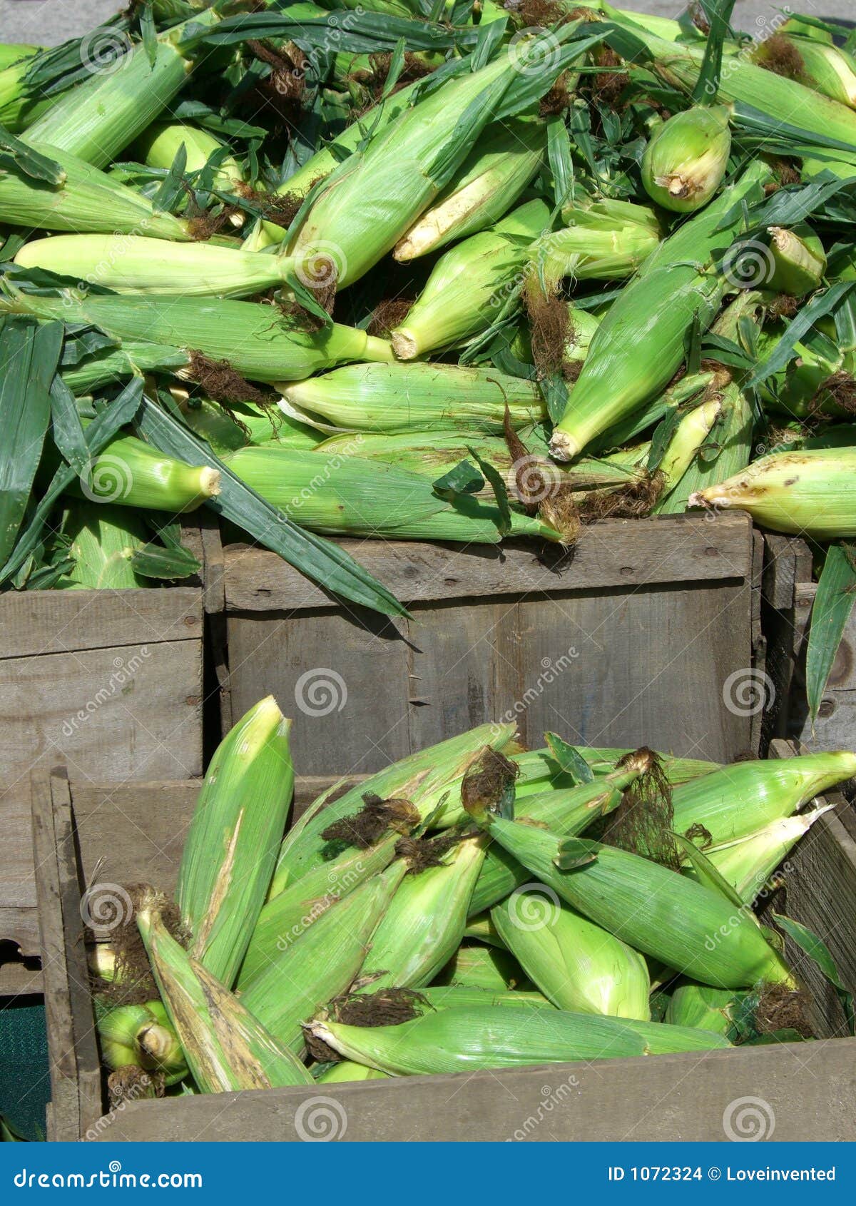 Corn for Sale stock photo. Image of organic, husks, vegetable 1072324