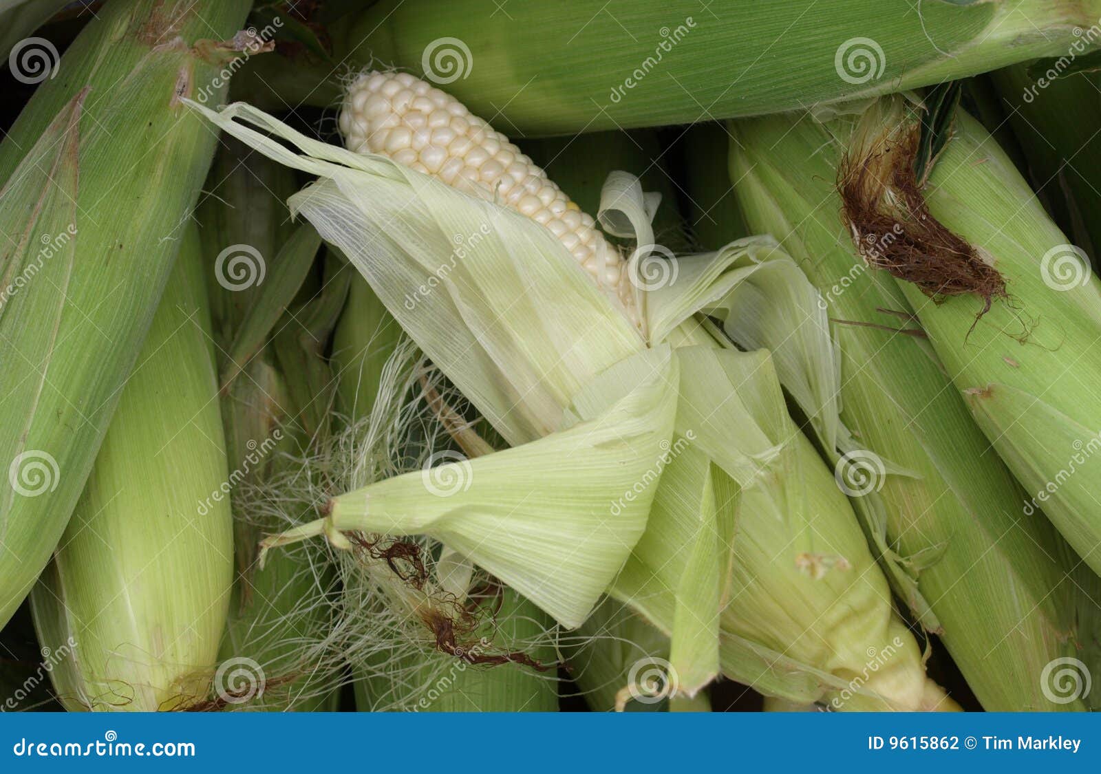 Corn for sale stock photo. Image of farm, vegetable, crop 9615862
