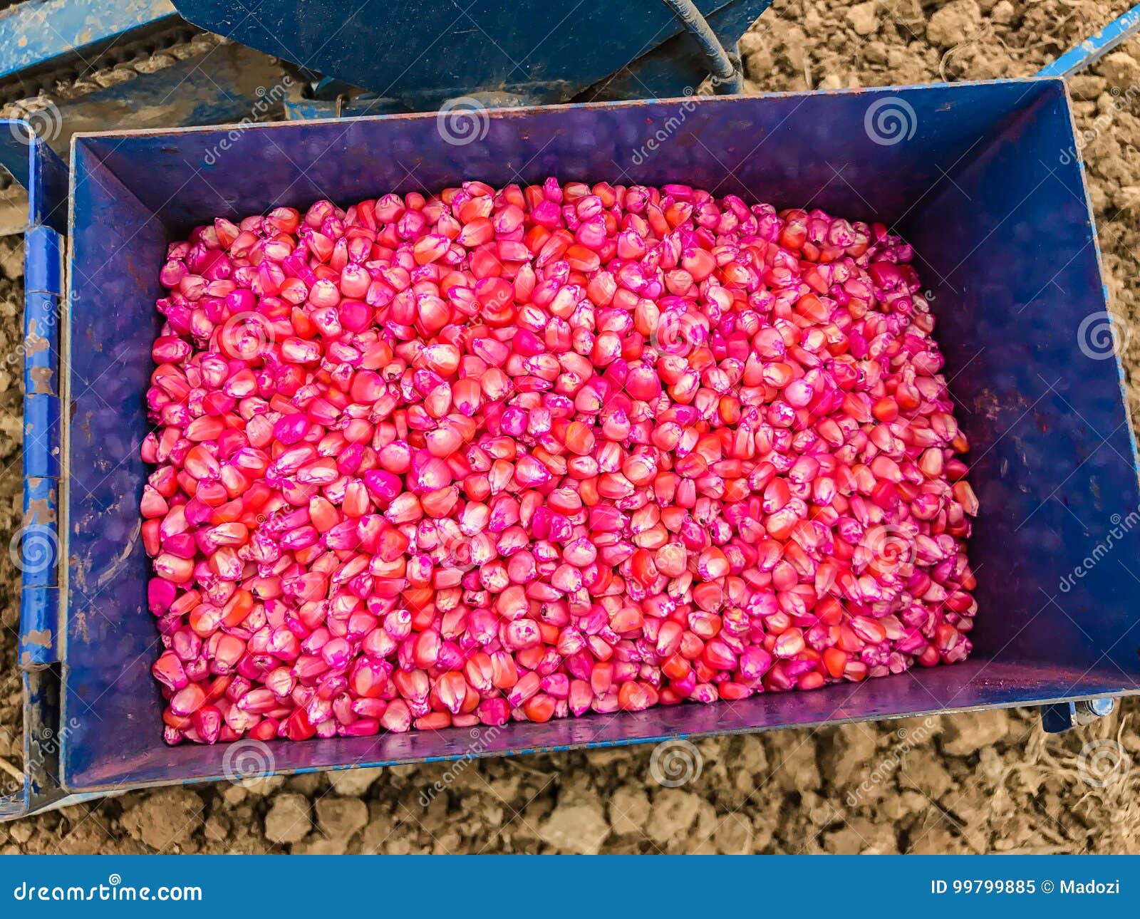 Corn Seed Chemically Treated Stock Image Image of agricultural, seed