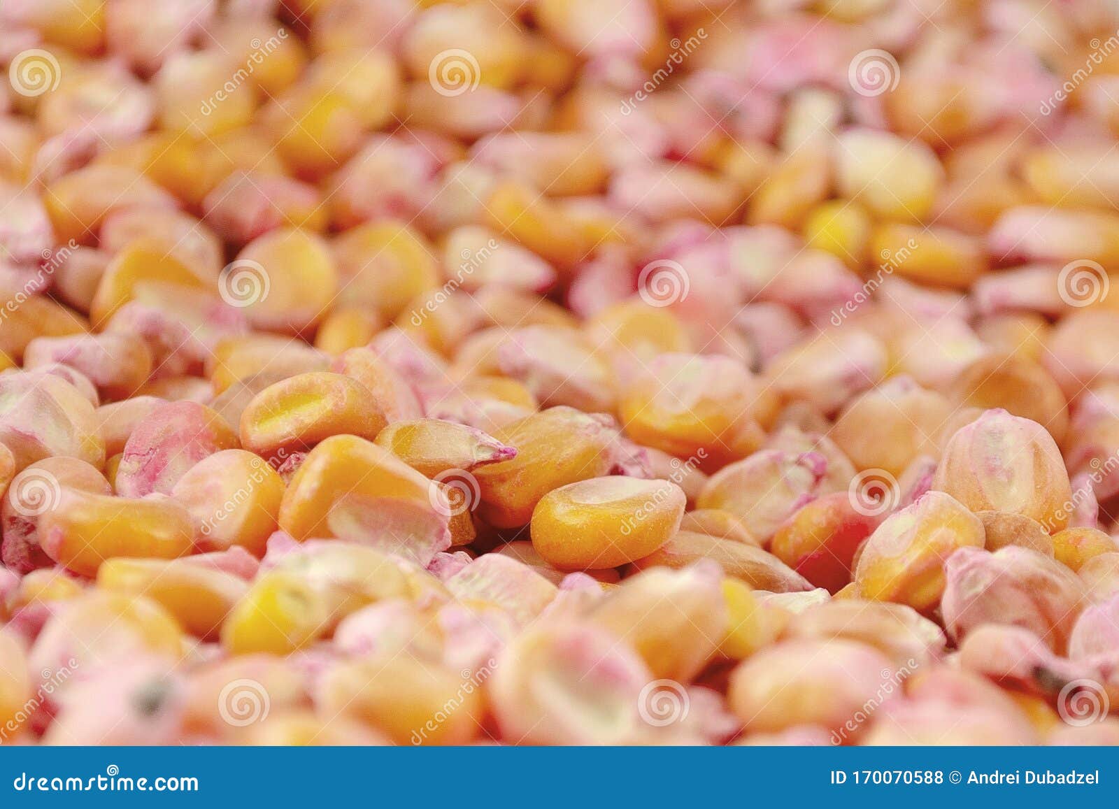 Corn Seed Chemically Treated for Seeding. Chemically Treated Corn Seed