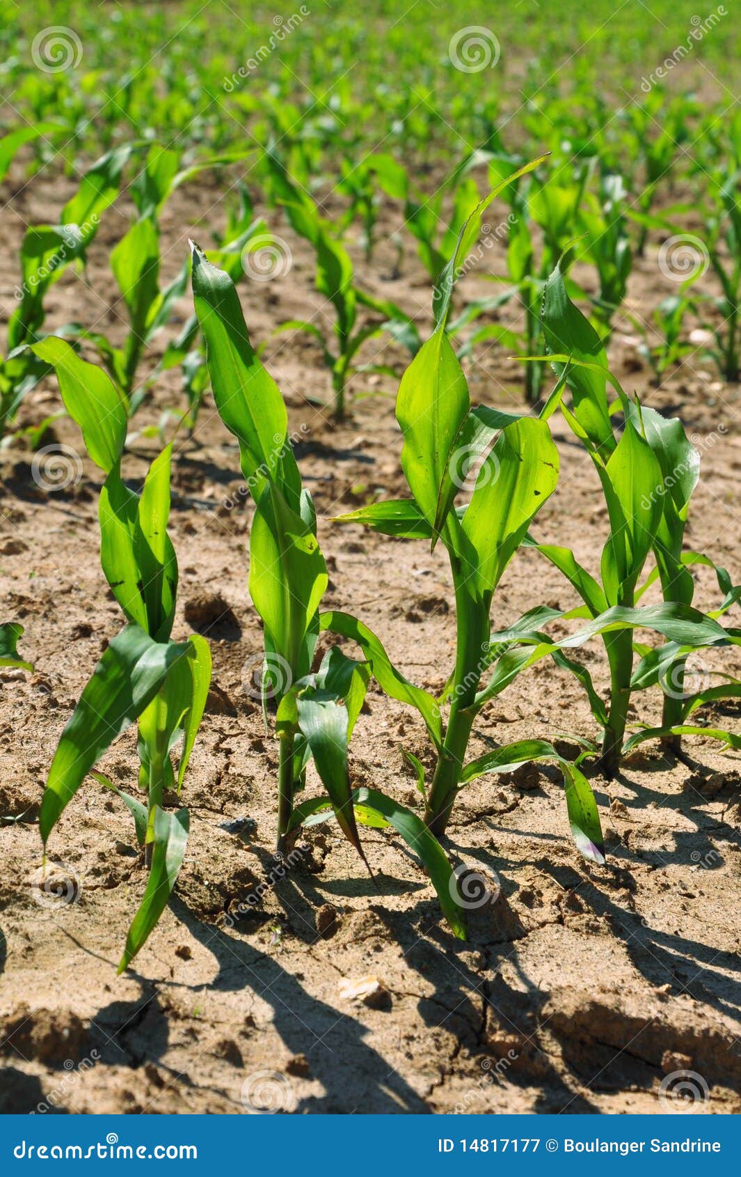 corn seedlings falling over corn seedlings falling over
