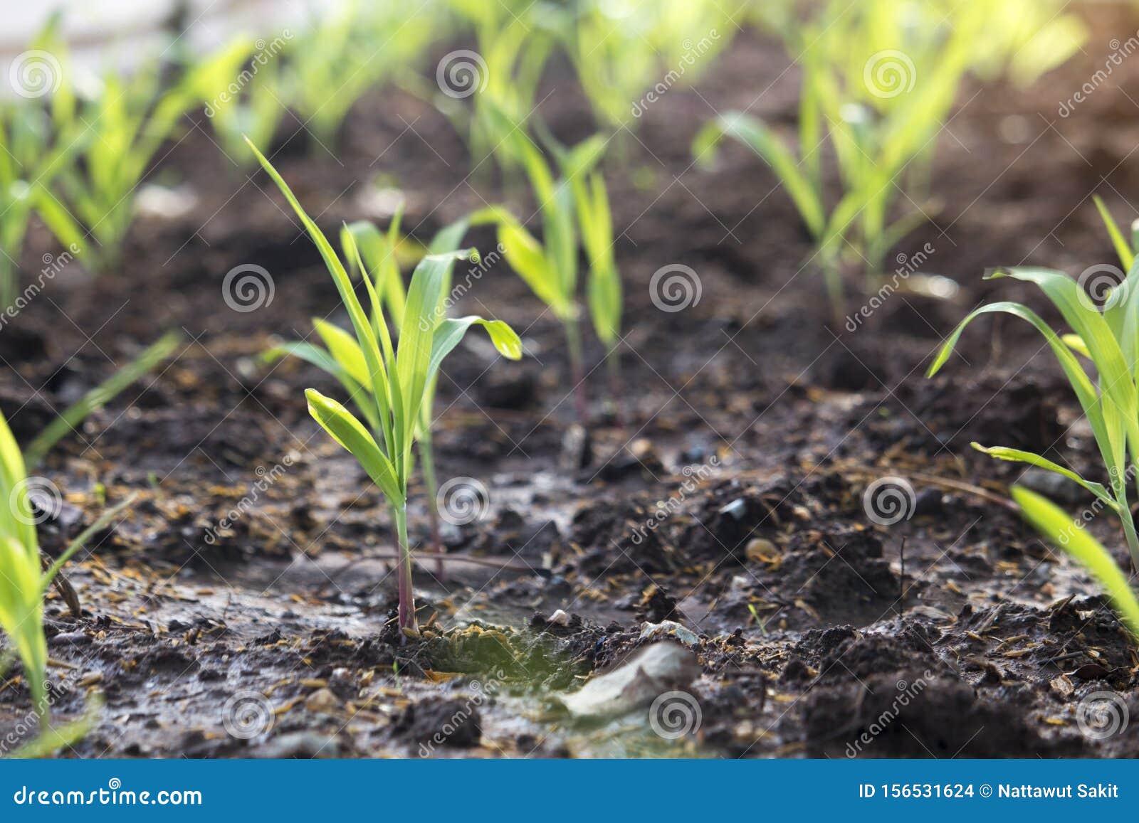 Corn Plots In Farmland Corn Field Corn Planting Corn Cultivation Stock