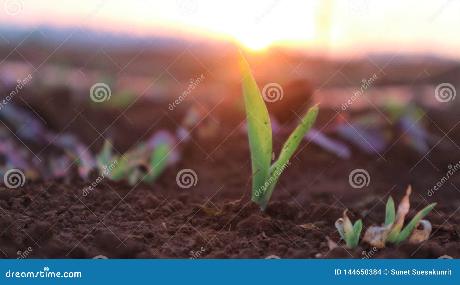 corn seedlings with sunlight thailand