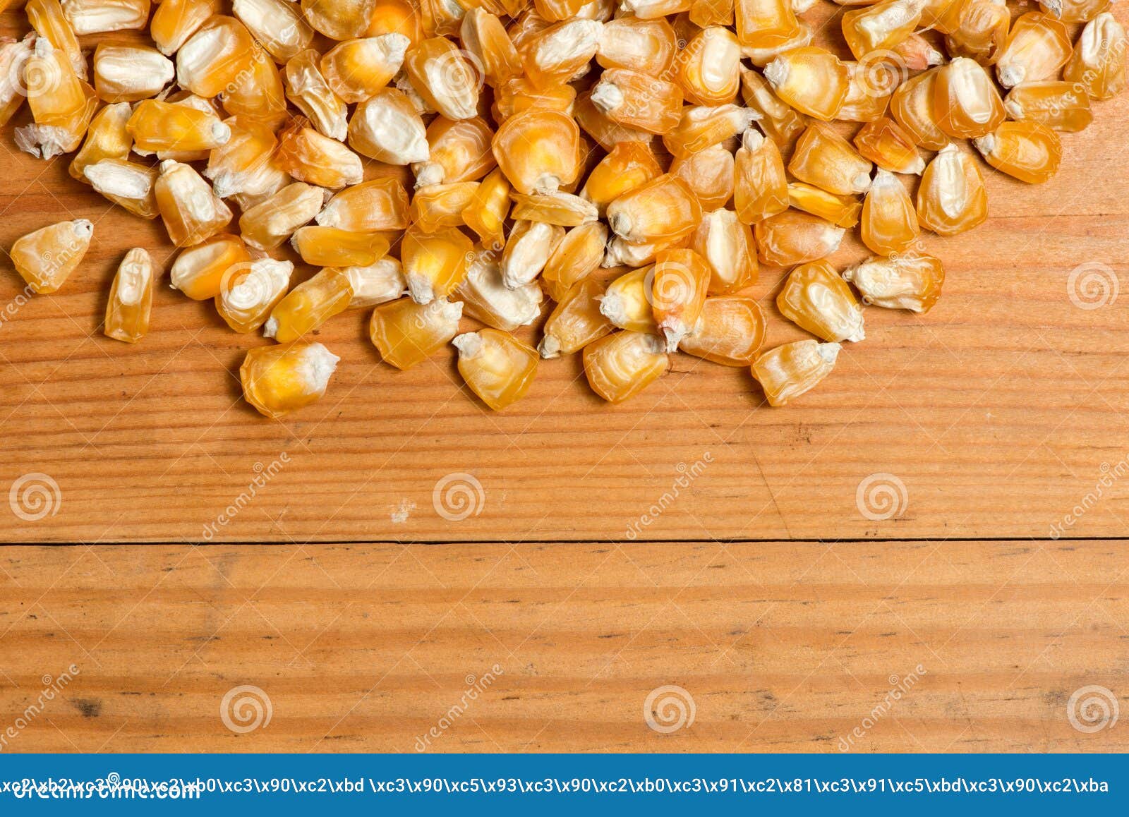 corn seeds for planting