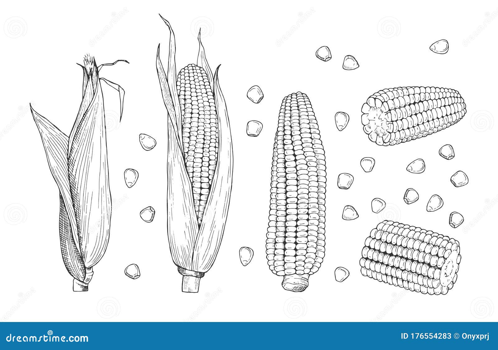 Corn Sketch. Sweet Botanical Plant. Isolated Vintage Healthy Corns, Hand  Drawn Cobs and Grains Stock Vector - Illustration of grain, line: 176554283