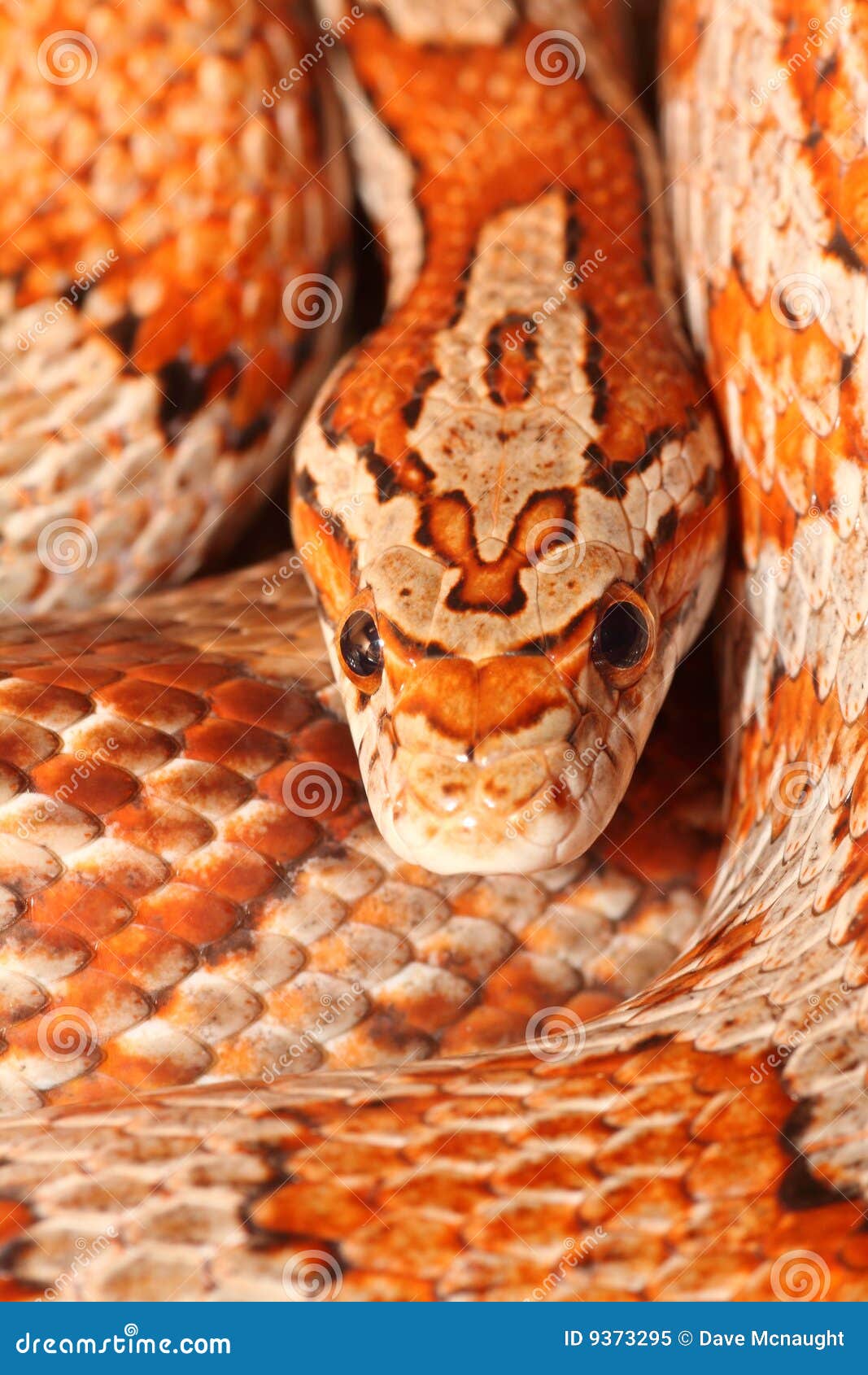 Corn Snake Eating Mouse Stock Photo 87892974