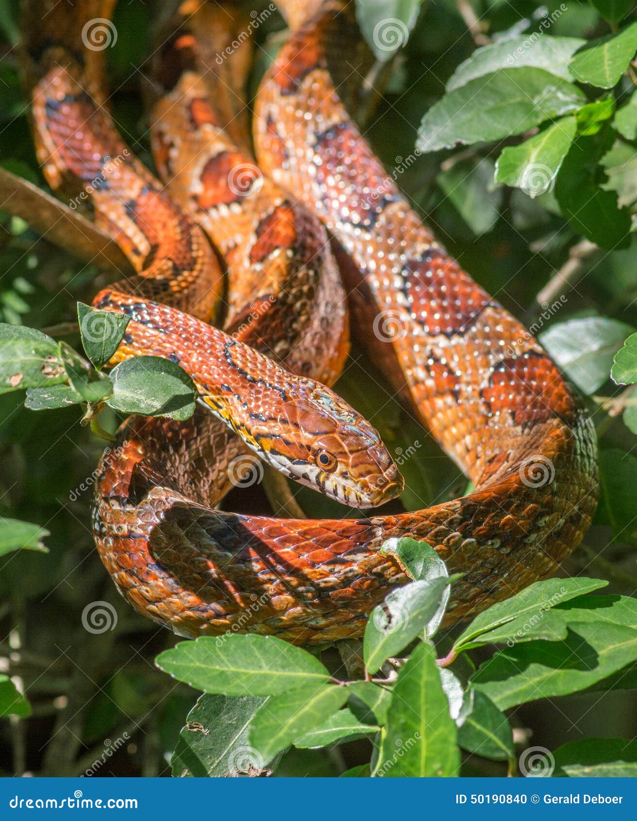 Corn Snake stock photo. Image of predator, adult, corn 50190840