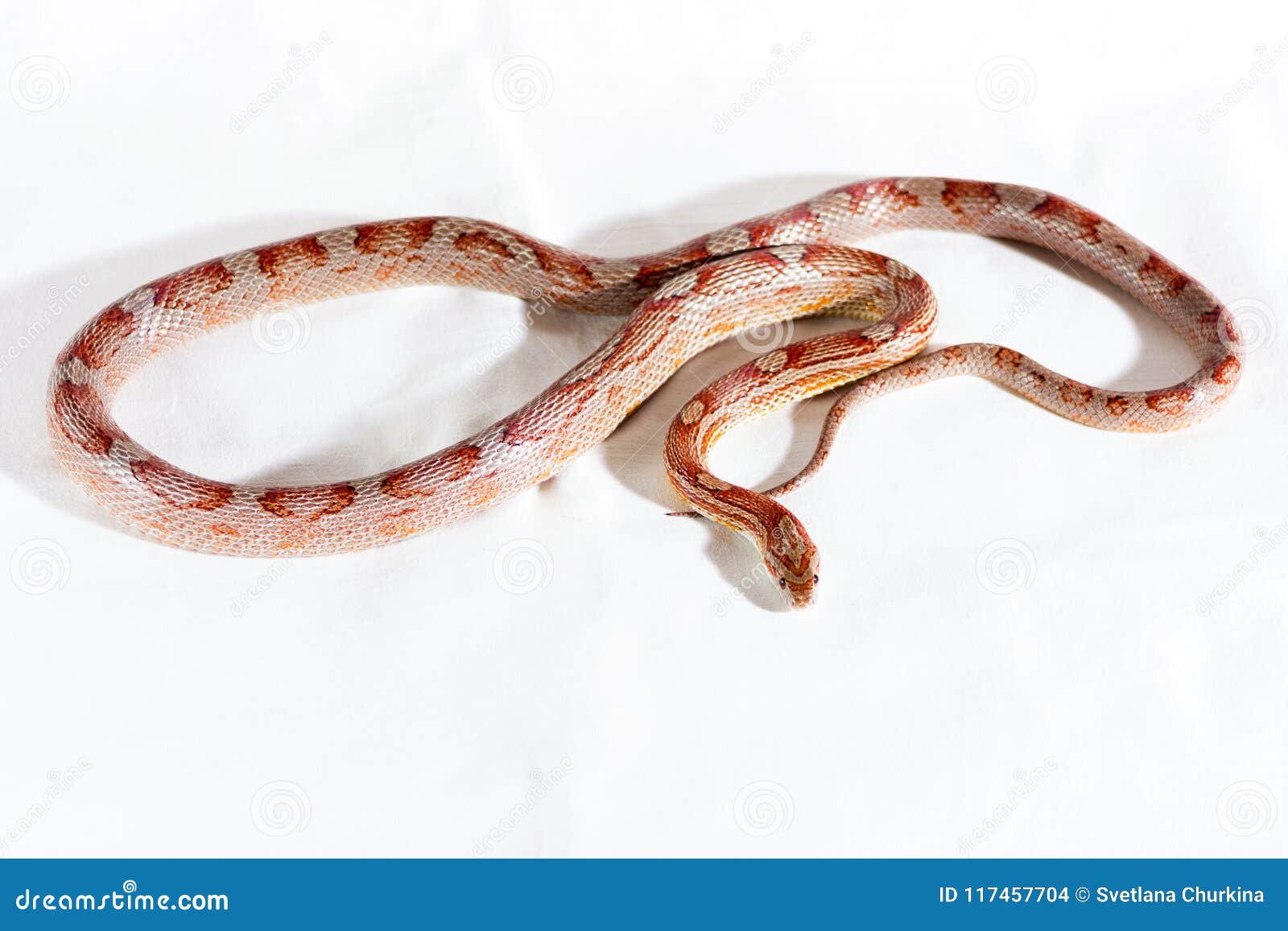 Corn snake isolated stock photo. Image of guttata, horizontal 117457704