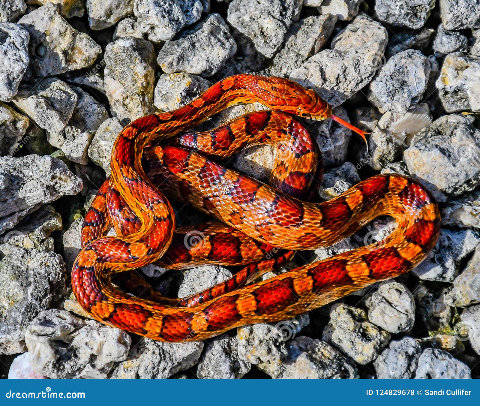 Corn Snake In Knots Stock Photo Image Of Colorful Closeup