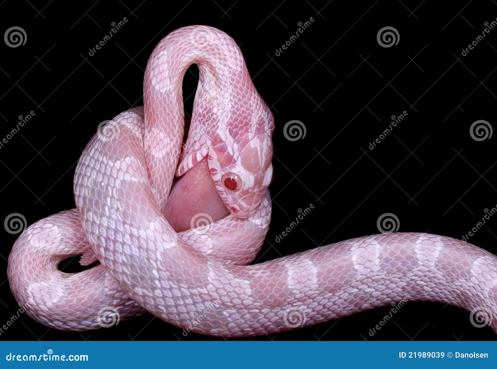 Corn Snake eating stock image. Image of eating, danger 21989039