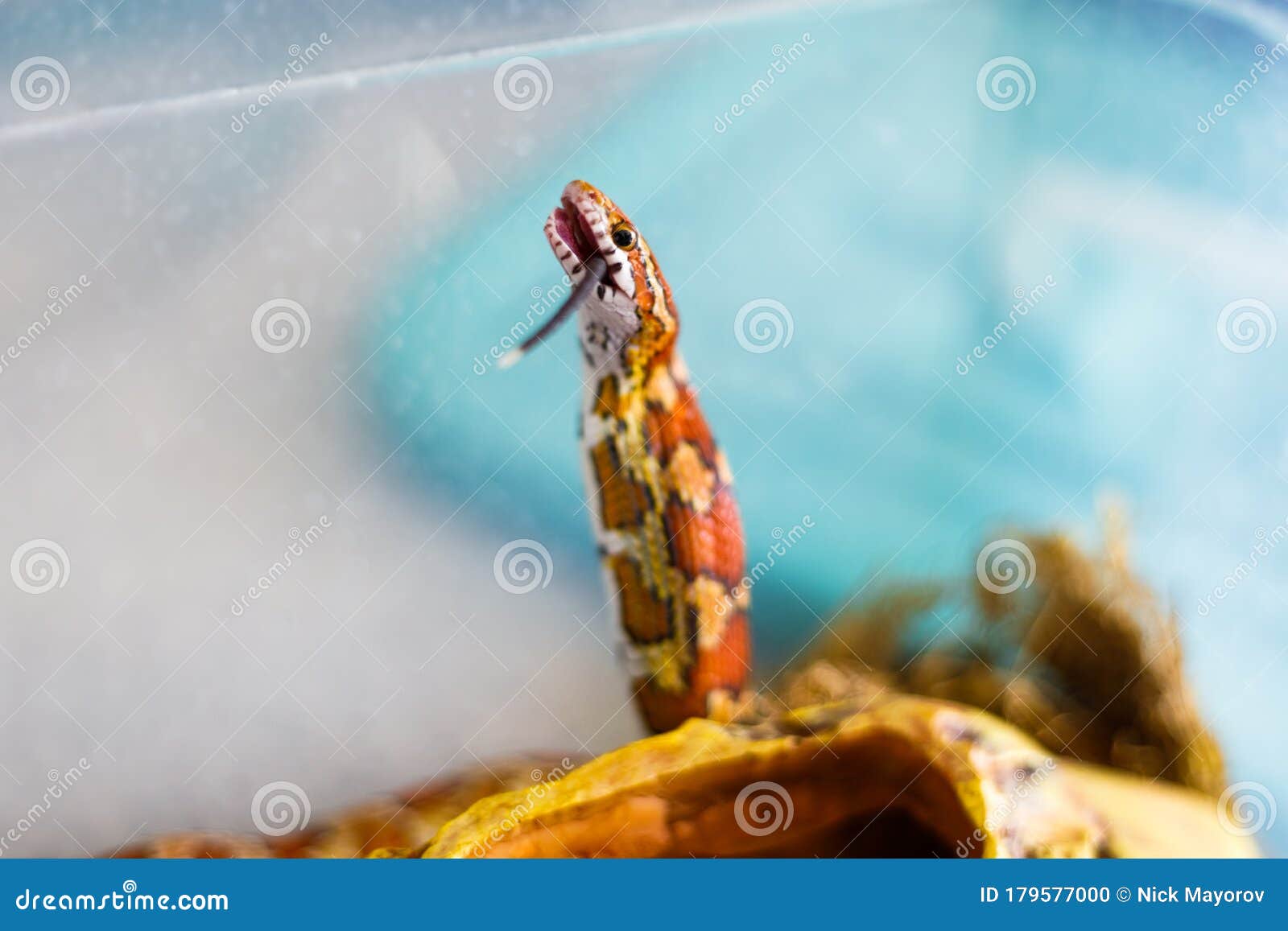 Corn Snake Eating a Dead Baby Mouse Stock Photo Image of tail, wild