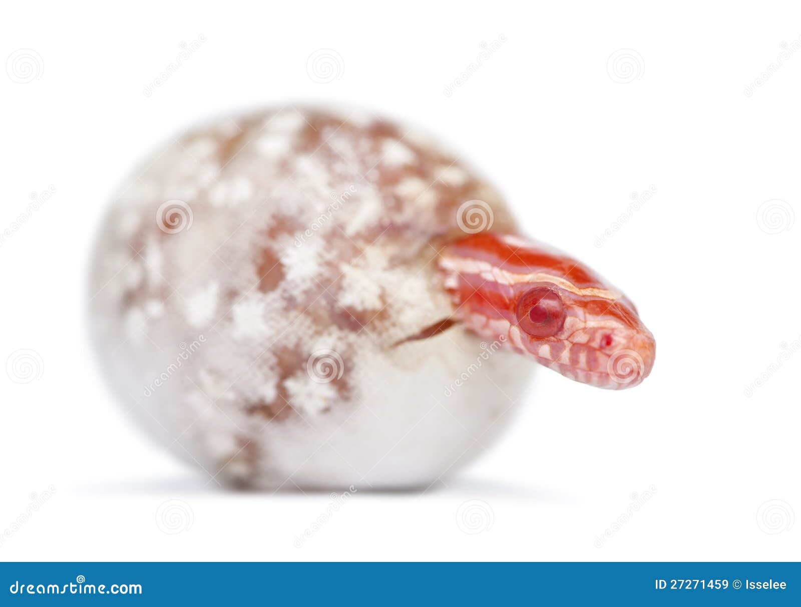 Corn Snake Hatching, Pantherophis Guttatus Stock Image Image of