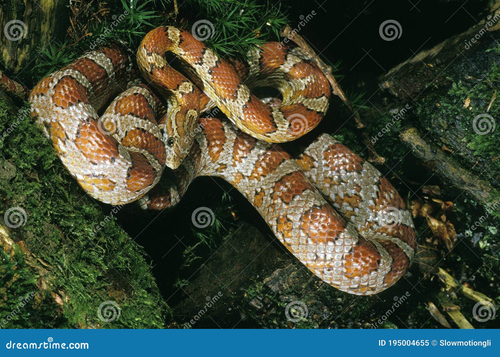 CORN SNAKE or RAT SNAKE Elaphe Guttata Stock Image Image of america