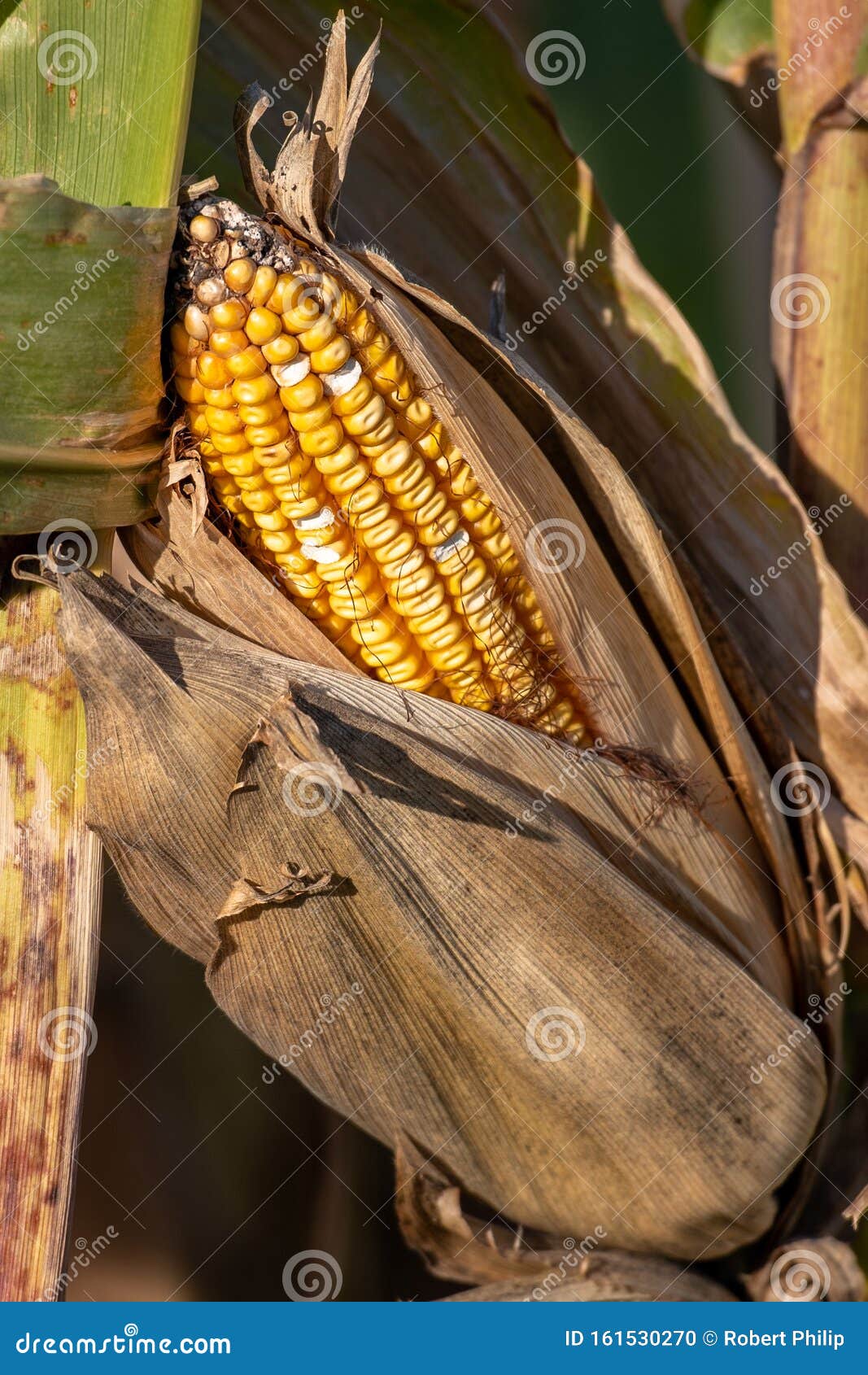 A Corn Stalk with a Corn Husk with an Ear of Corn Stock Photo Image