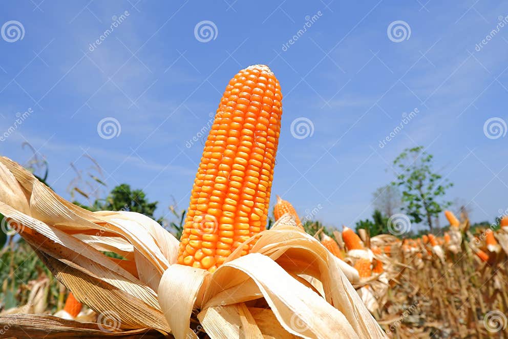 Corn on the stalk dry corn stock image. Image of food 242941691