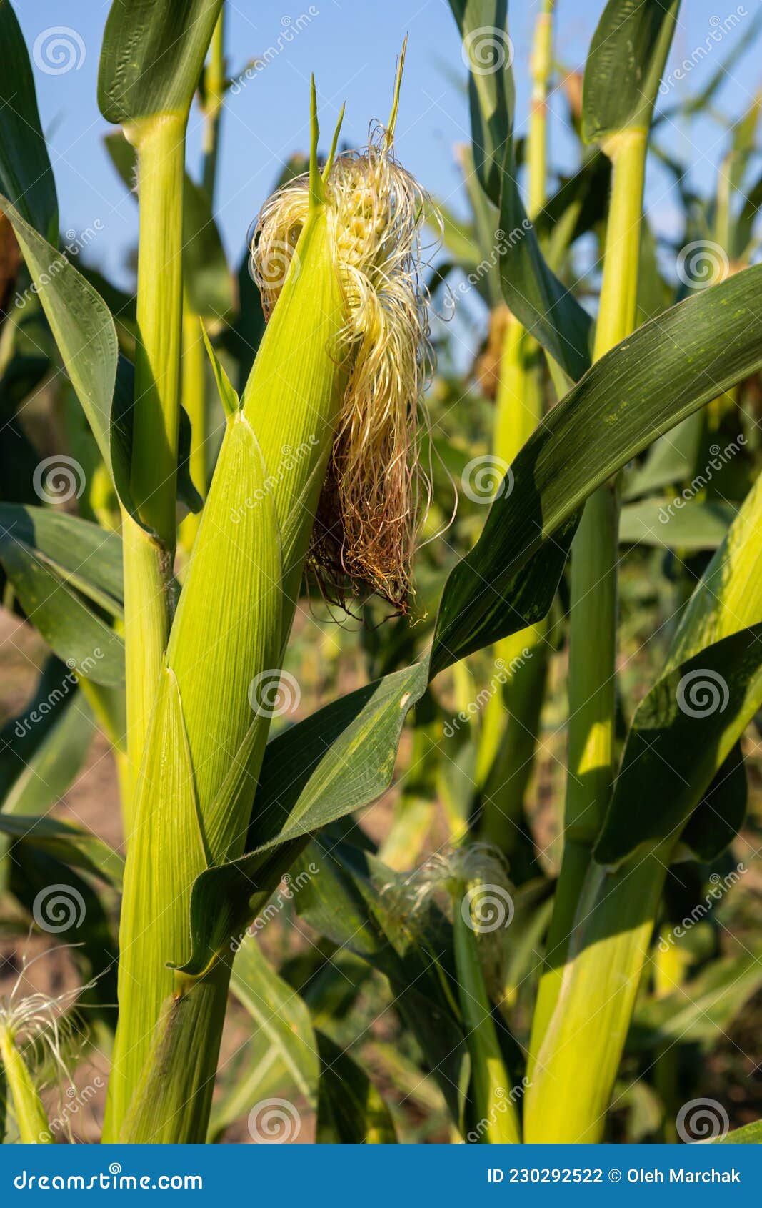 Corn on the Stalk in the Field Stock Photo Image of organic, summer
