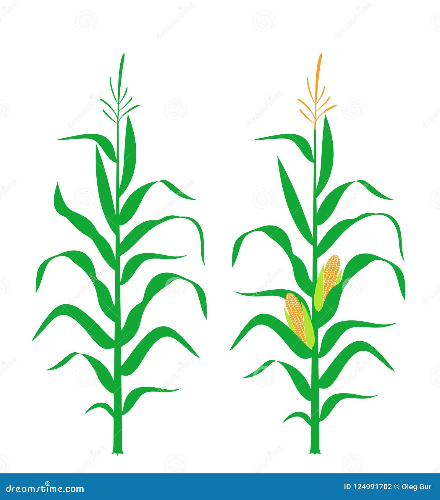 corn stalk.  corn on white background