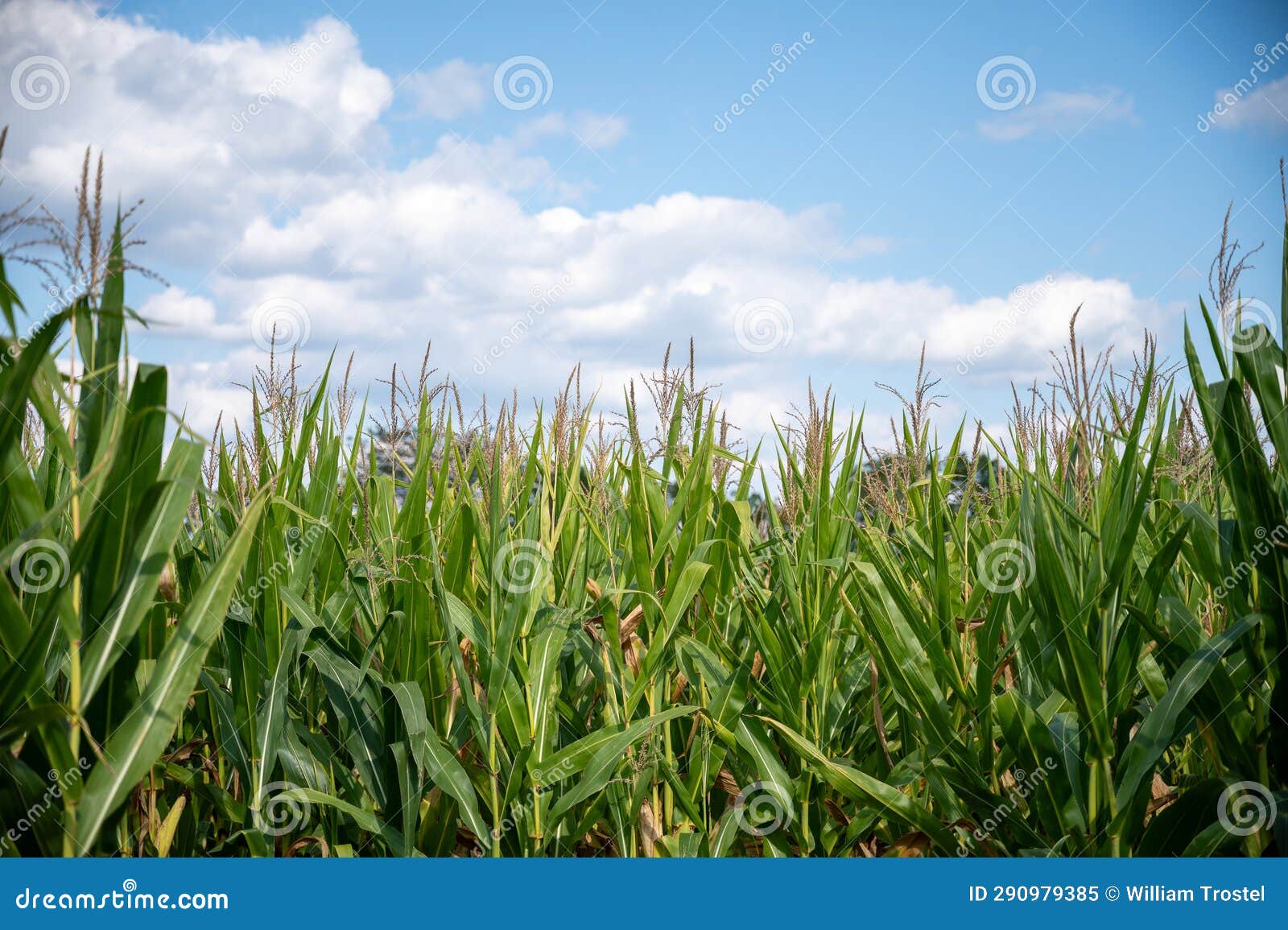 Corn stalks stock image. Image of agriculture, farming 290979385