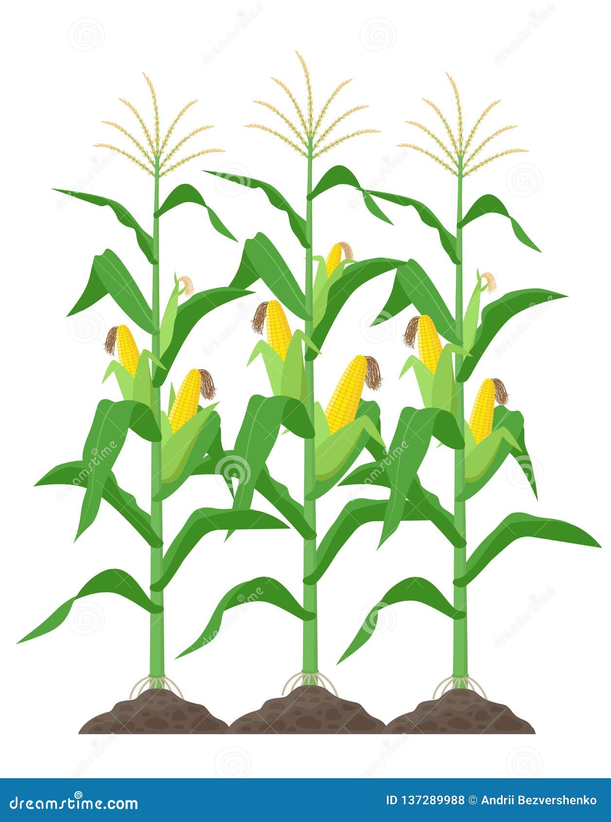 corn stalks  on white background. green corn plants on the field   in flat .