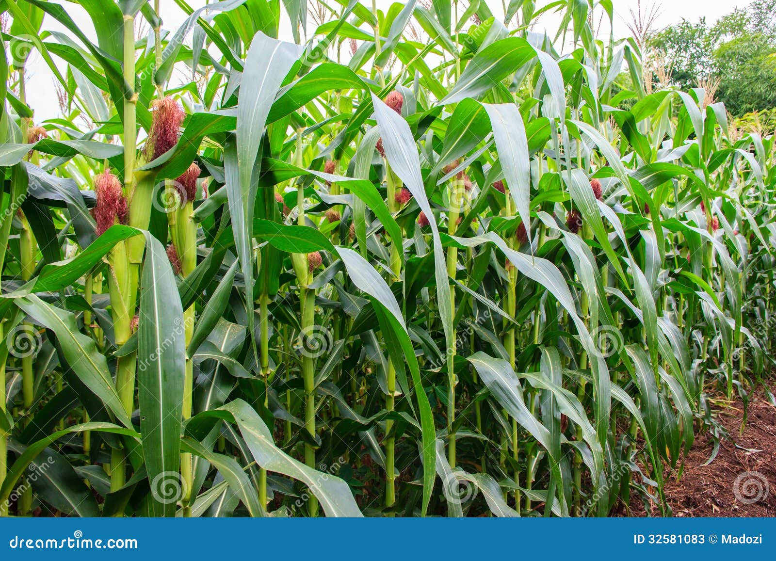 corn plant with green stem corn plant with green stem