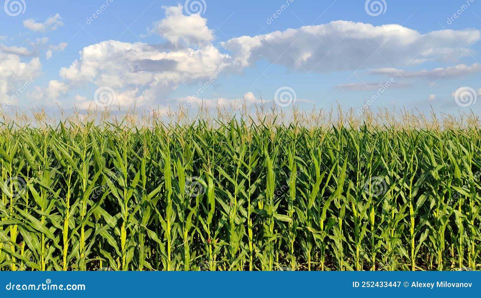 Corn Sways in the Wind. Cornfield Screensaver Stock Video Video of maize, meadow 252433447