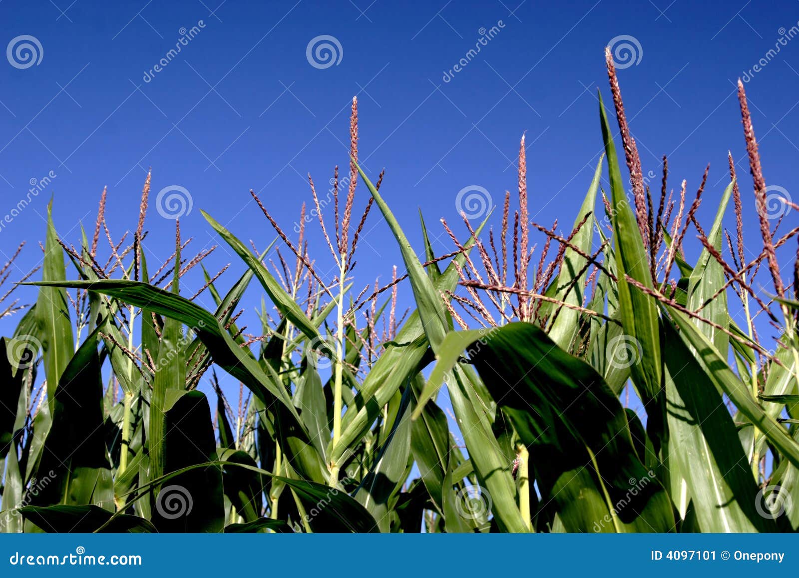 Corn Tassels stock image. Image of countryside, tassel 4097101