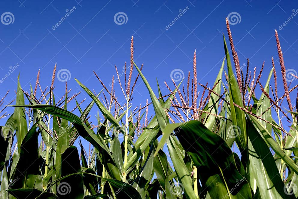 Corn Tassels stock image. Image of countryside, tassel 4097101
