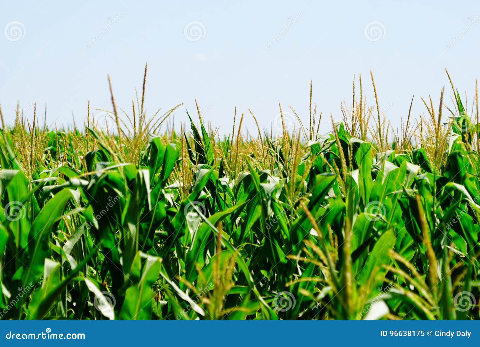 Corn Tassels Against the Blue Sky in Kansas Stock Image Image of