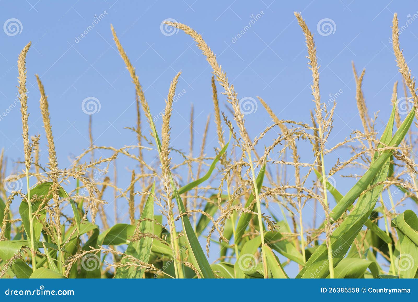 Corn tassels and blue sky. stock photo. Image of ripe 26386558