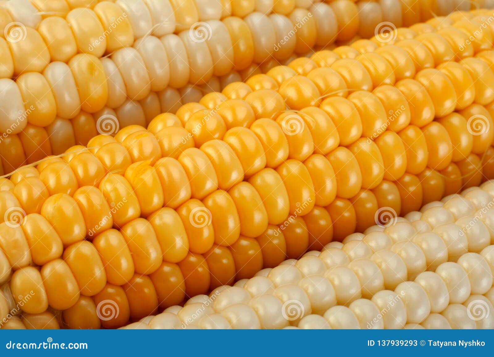 Corn Vegatable Closeup Background Stock Image Image of natural