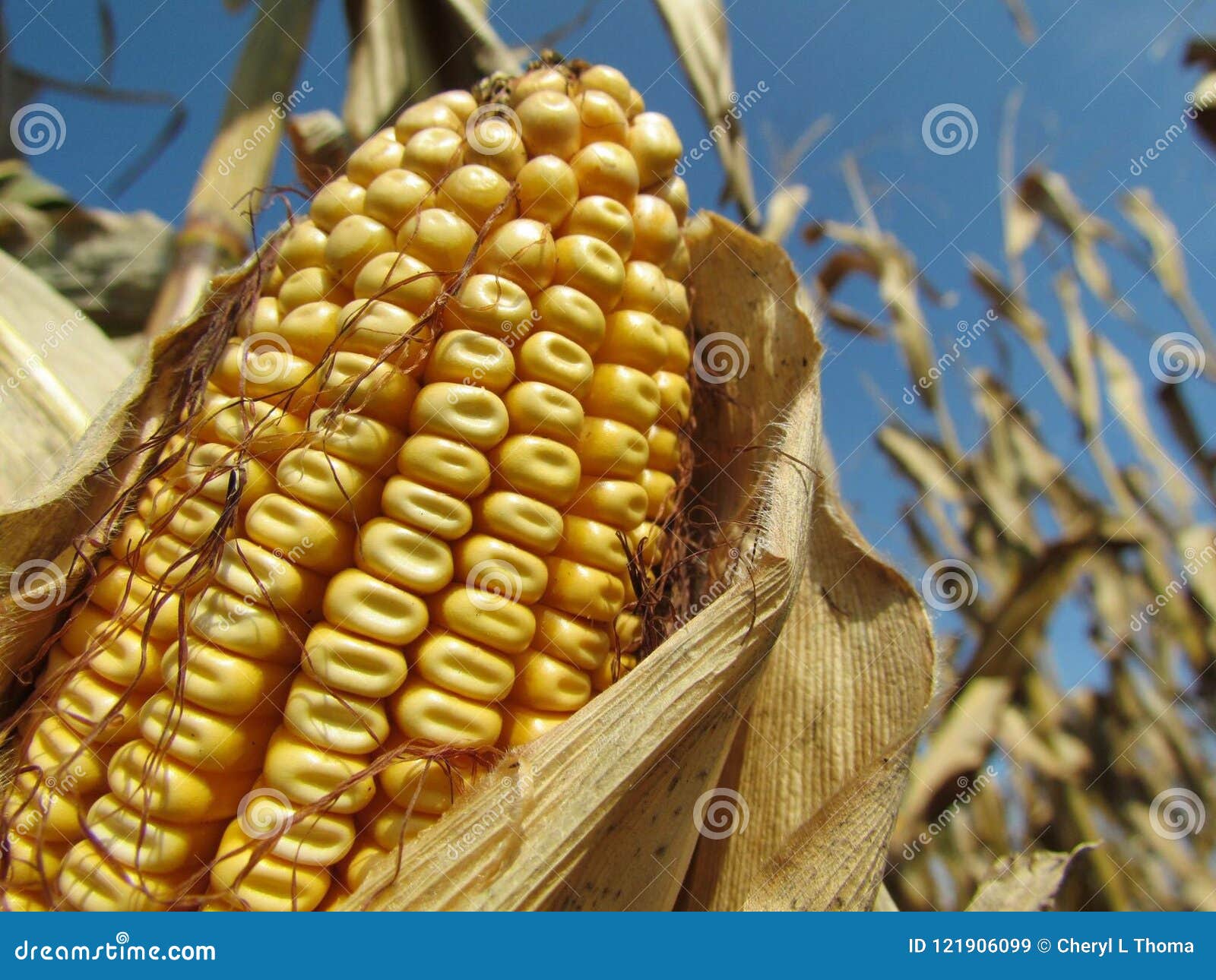 Iowa harvest stock image. Image of close, corncob, cornfield 121906099