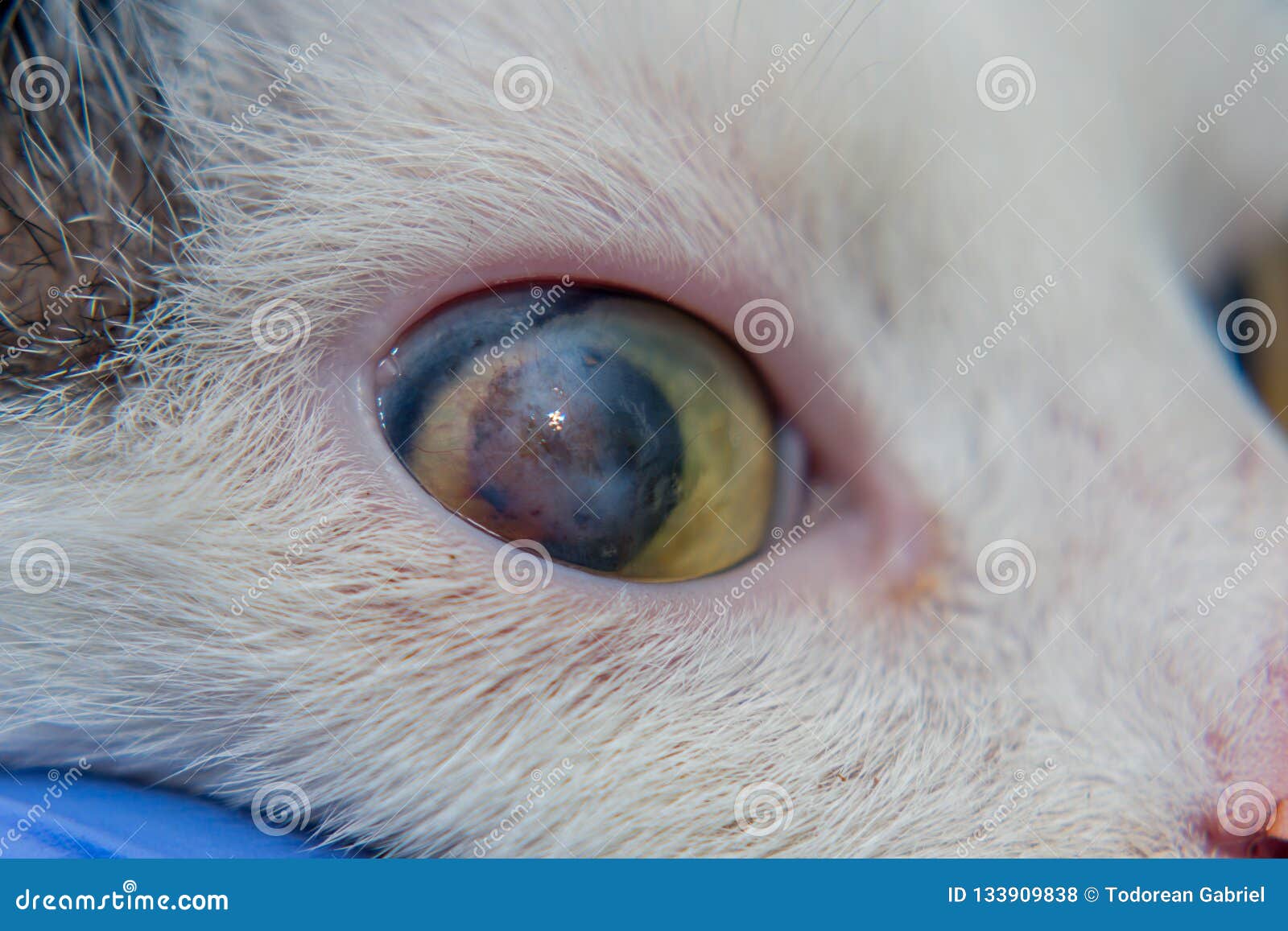 Adult Cat with Corneal Ulcer Stock Photo Image of veterinarian, adult