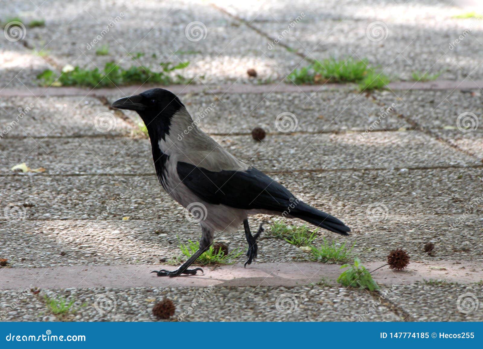 Corneille Ou Cornix De Corvus Ou Hoodie à Capuchon Gris Et