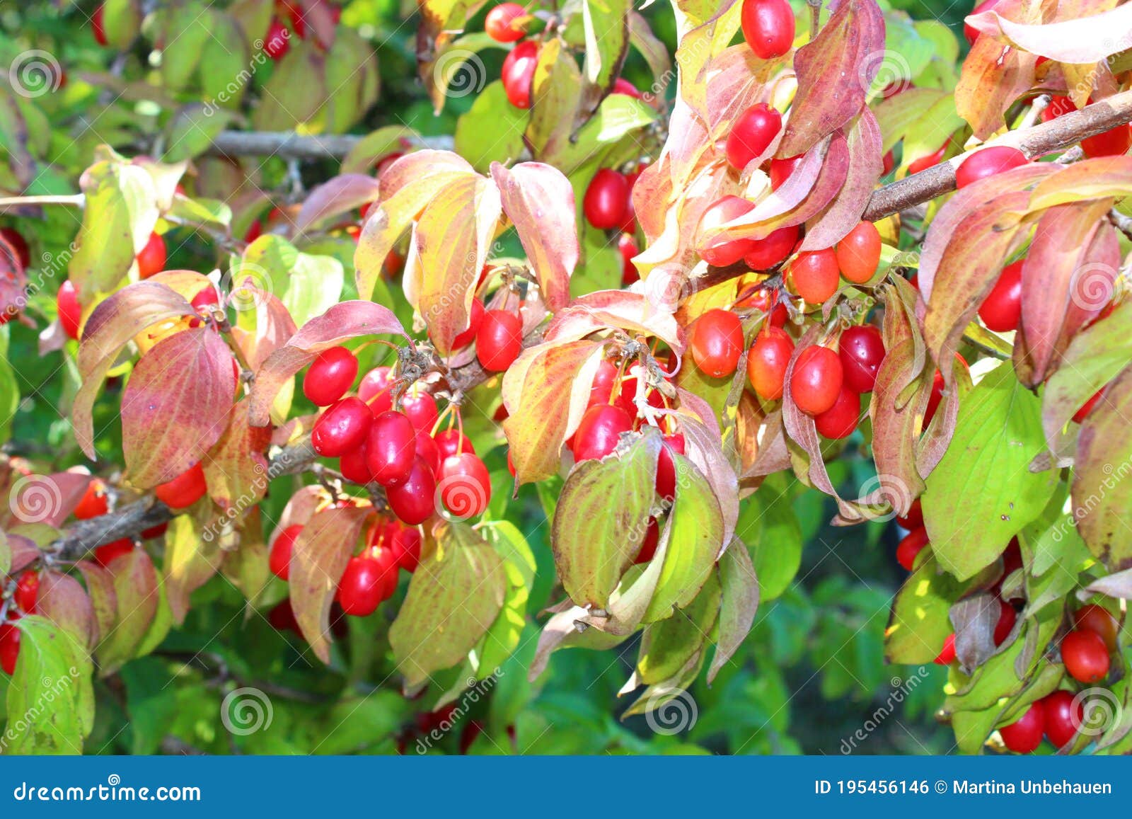 Cornel Kirsche im Garten stockfoto. Bild von frech, busch 195456146