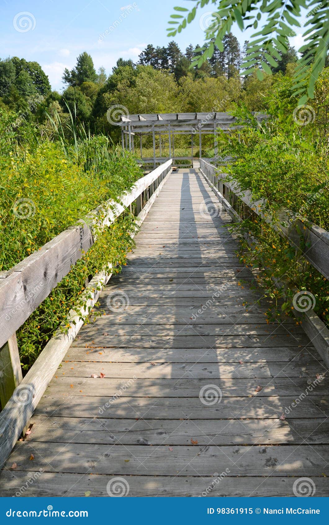 Cornell Botanic Gardens Houston Pond Boardwalk Stock Image