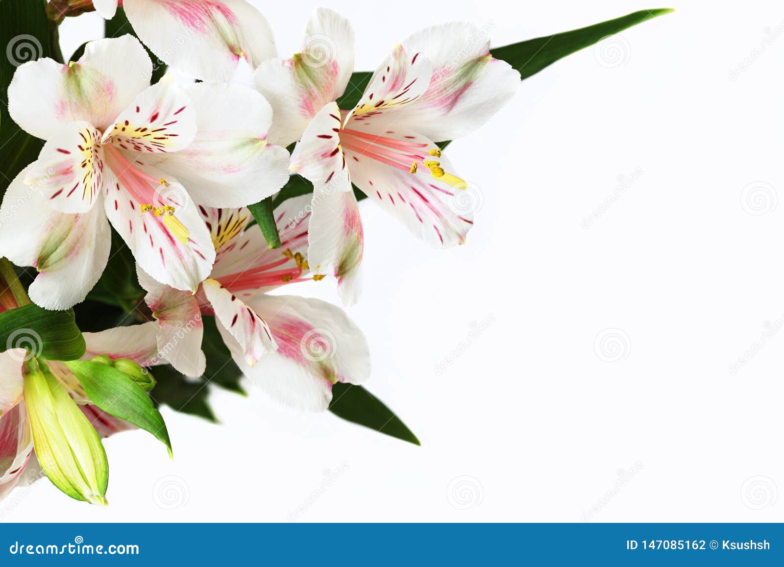 Corner Arrangement with Alstroemeria Flowers Stock Photo Image of