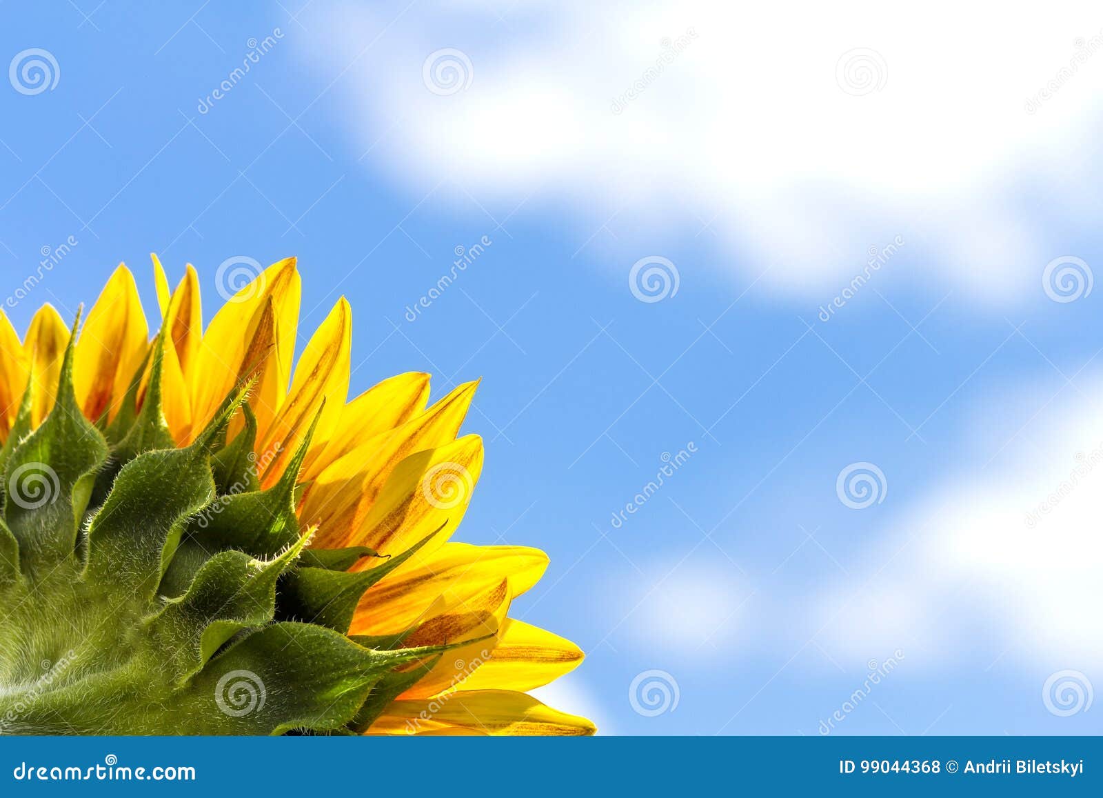 Corner Closeup of Sunflower Leaves on Blue Sky Background Stock Photo