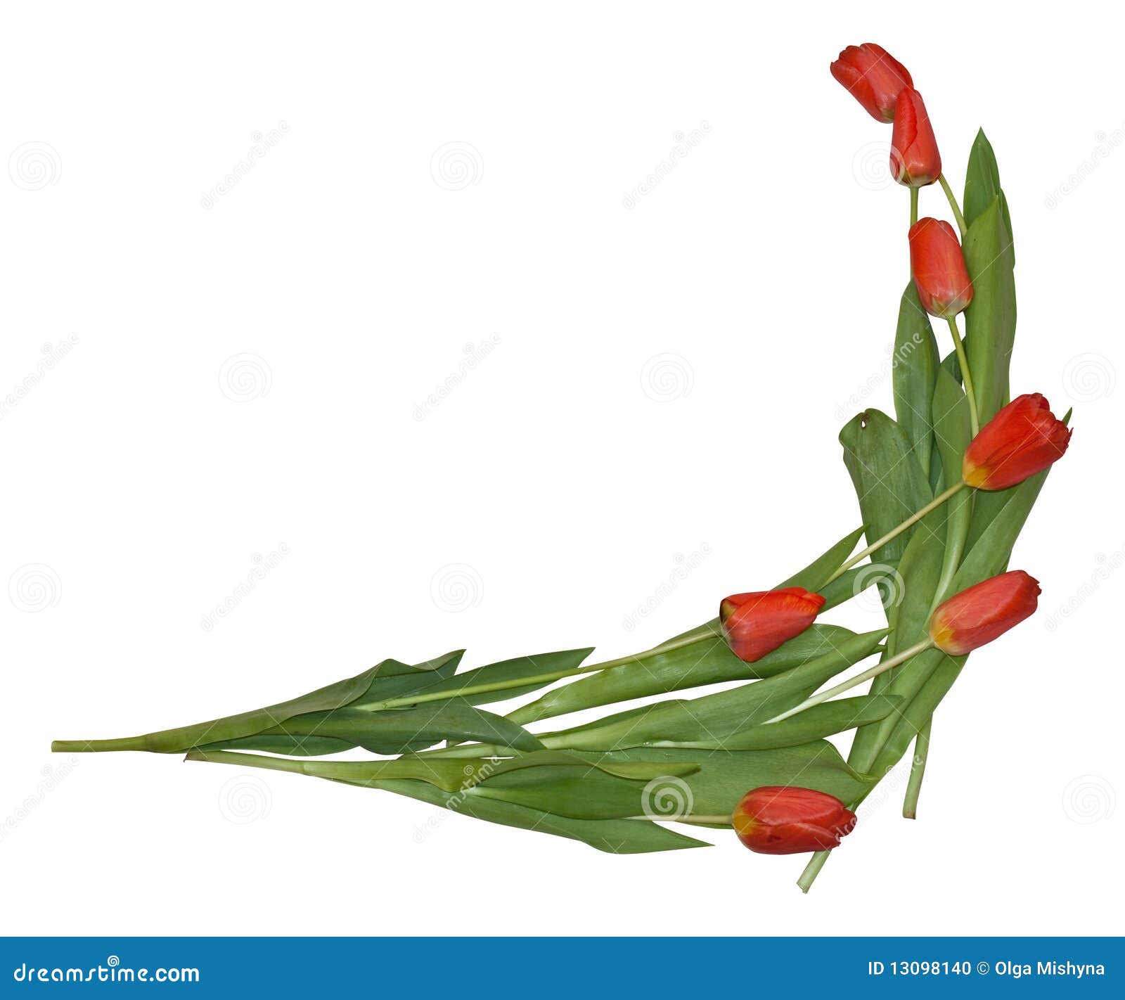 Corner Composition from Tulips Stock Photo Image of green, nature