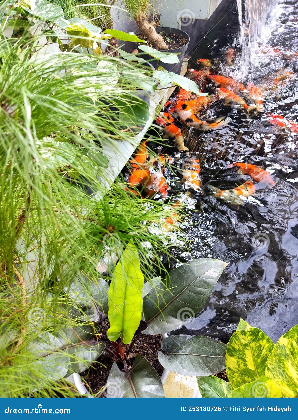 In the Corner of the Fish Pond Stock Photo Image of flower, stream