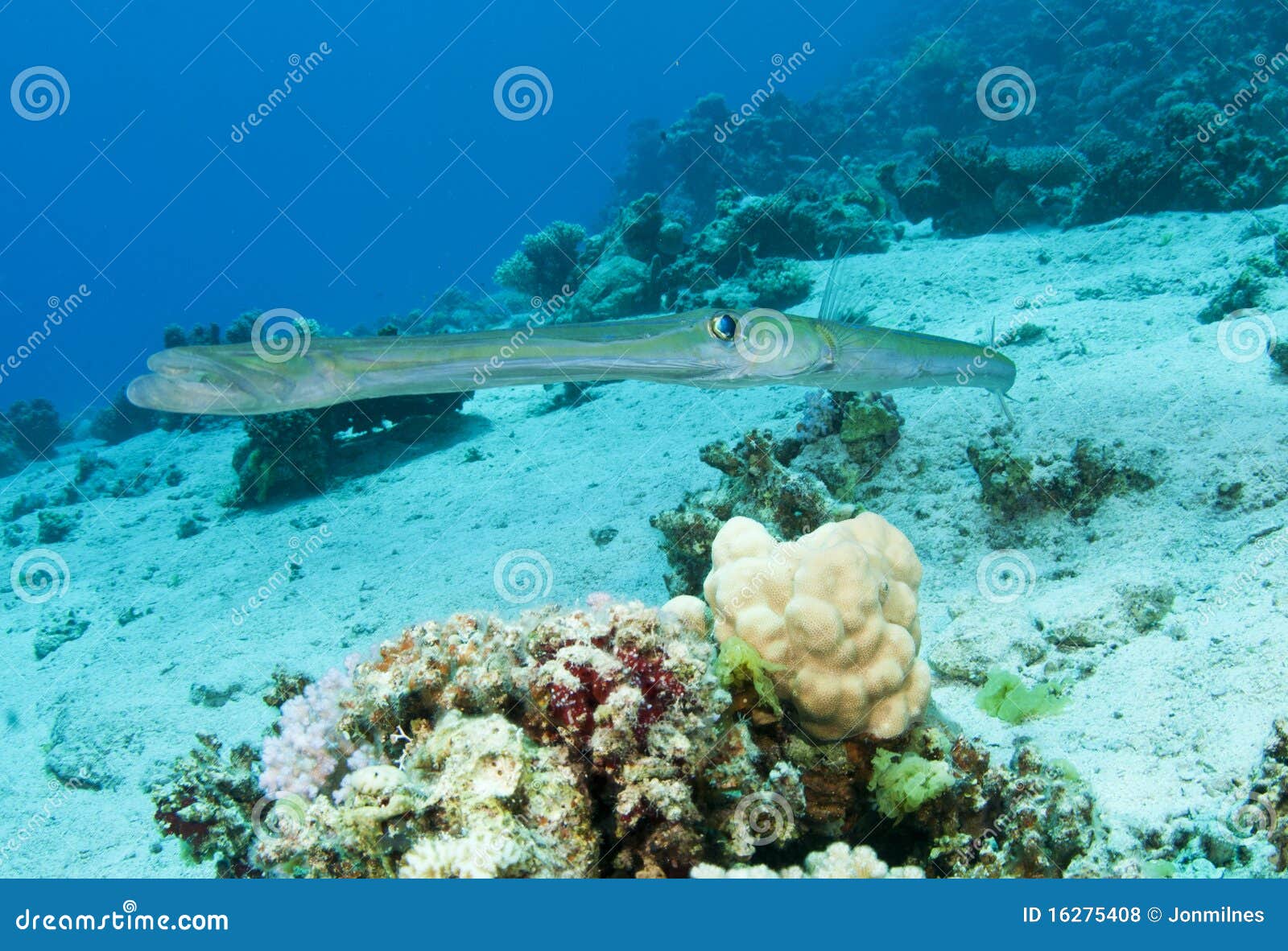 fish stock photo. Image of trumpetfish, water 16275408