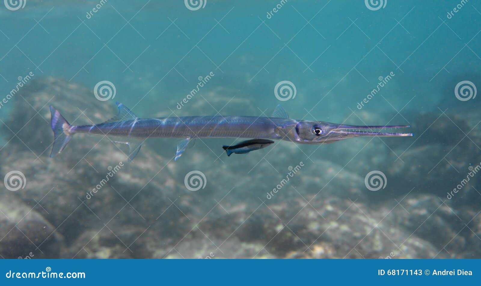 de Bluespotted imagen de archivo. Imagen de negro 68171143